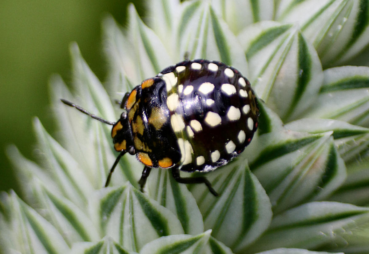 Pentatomidae: neanide di Nezara viridula della Lombardia (MI